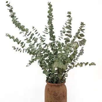 10tk/Kimp Kuivatatud Naturaalne Eukalüpt, Oksad, Lehed Flower Arrangement Decor