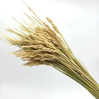 Tasuta Kohaletoimetamine looduslik riis spike10pcs kõrva riisi puhas looduslik riis kõrvad pea riisi
